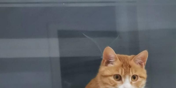 小猫免费领养