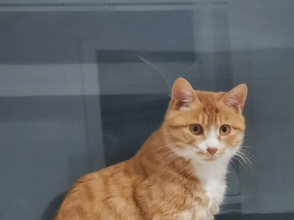小猫免费领养